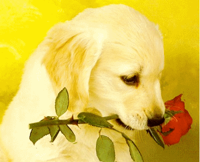 открытка - ПУШИСТИКИ - собаки